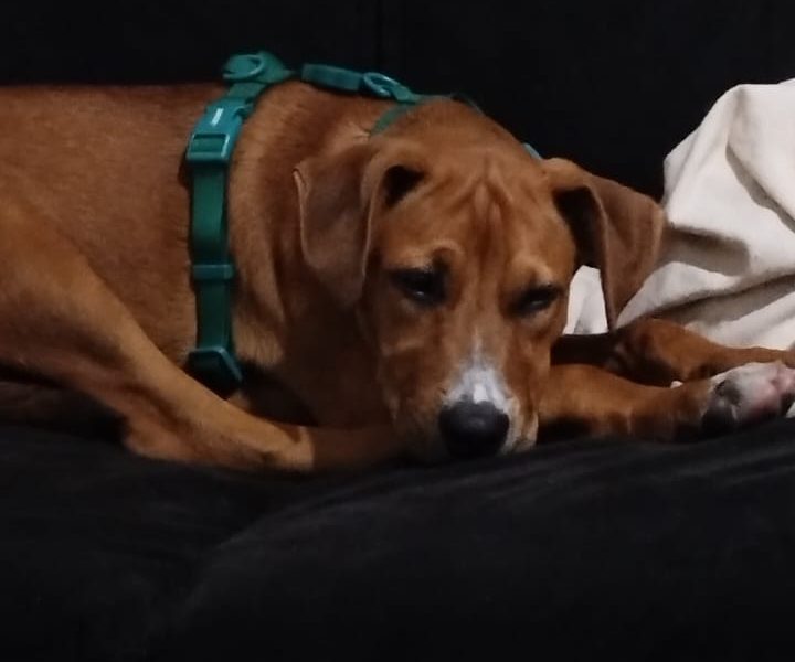 Scooby (Adoção Urgente)