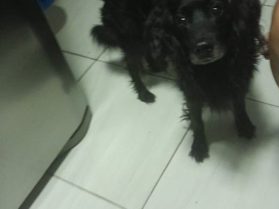 Rex (Adoção Urgente)