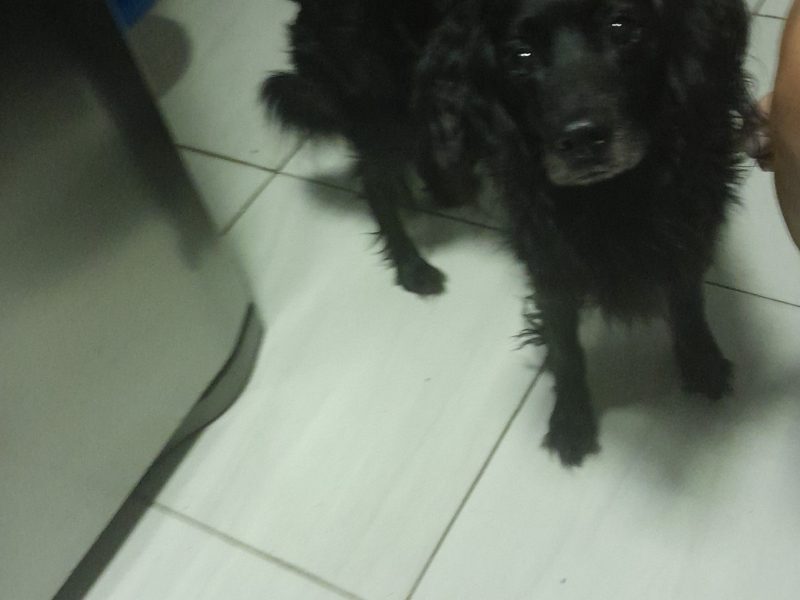 Rex (Adoção Urgente)