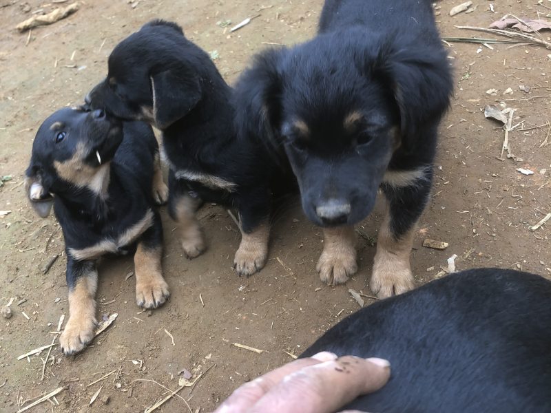 Laika, Fifi e Lulu (Adoção Urgente)