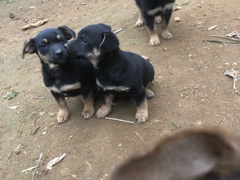 Laika, Fifi e Lulu (Adoção Urgente)