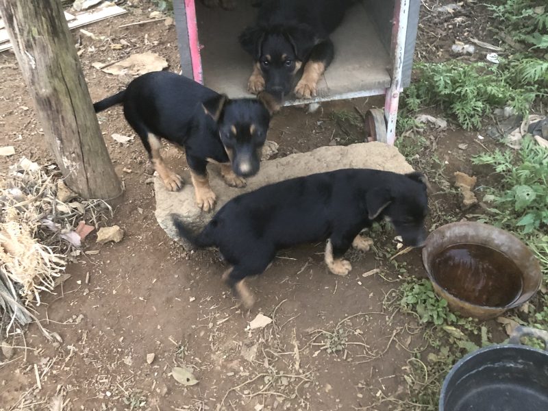 Laika, Fifi e Lulu (Adoção Urgente)