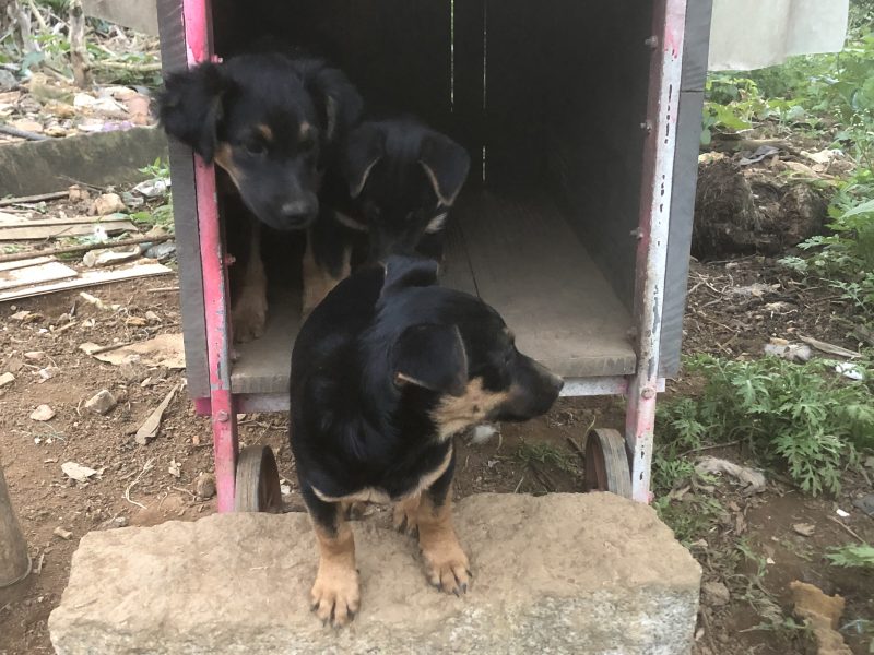 Laika, Fifi e Lulu (Adoção Urgente)