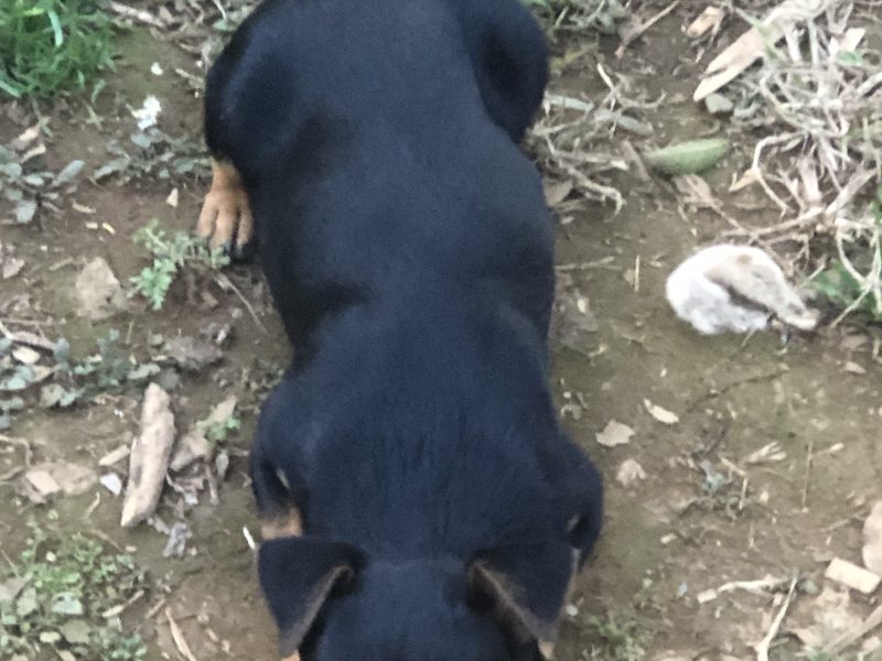 Laika, Fifi e Lulu (Adoção Urgente)