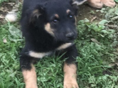 Laika, Fifi e Lulu (Adoção Urgente)