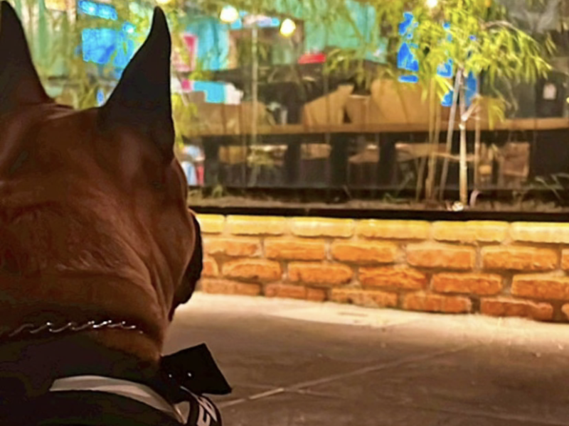 Marley (Adoção Urgente)