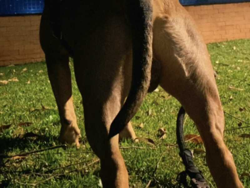 Marley (Adoção Urgente)