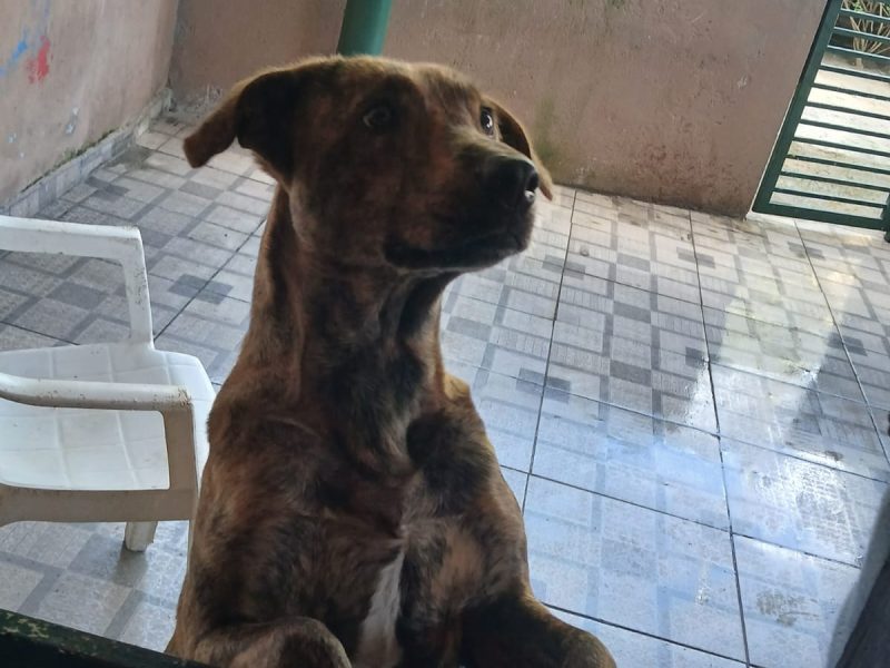 Naja (Adoção Urgente)