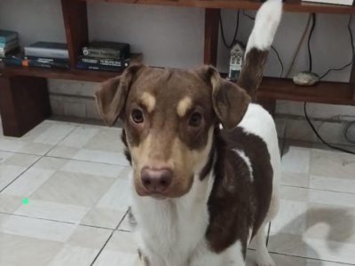 Porte M (Adoção Urgente)