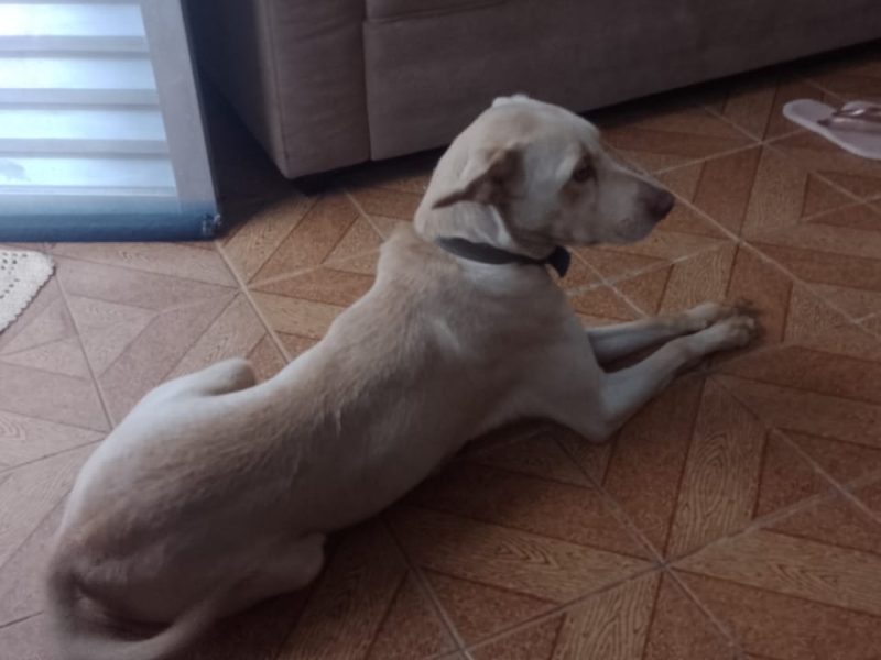 Pérola (Adoção Urgente)