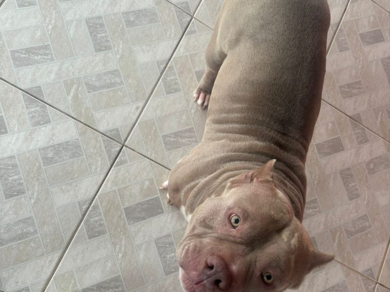 American bully e Labrador (Adoção Urgente)