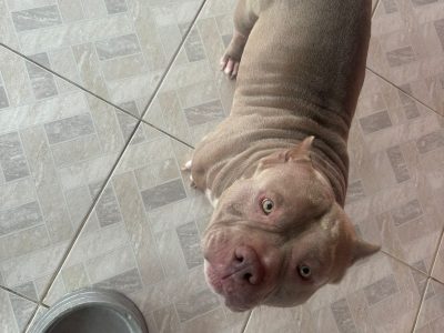 American bully e Labrador (Adoção Urgente)