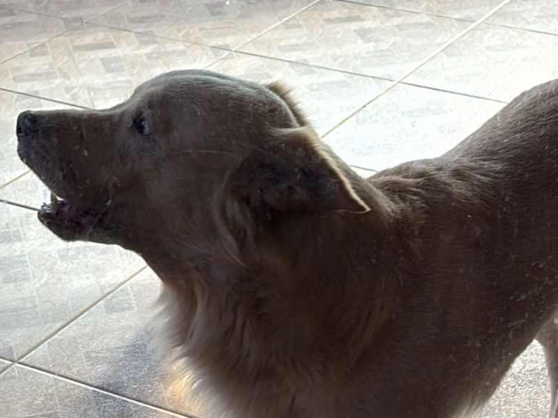American bully e Labrador (Adoção Urgente)