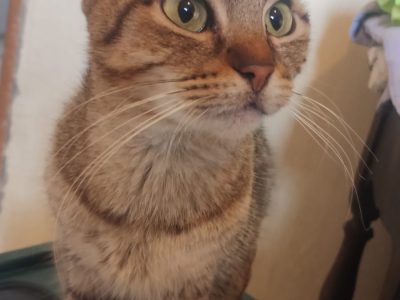 Gatinhos (Adoção Urgente)