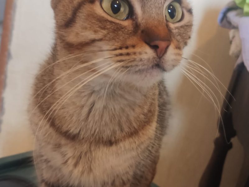Gatinhos (Adoção Urgente)
