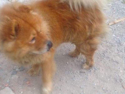 Chow-chow (Adoção Urgente)