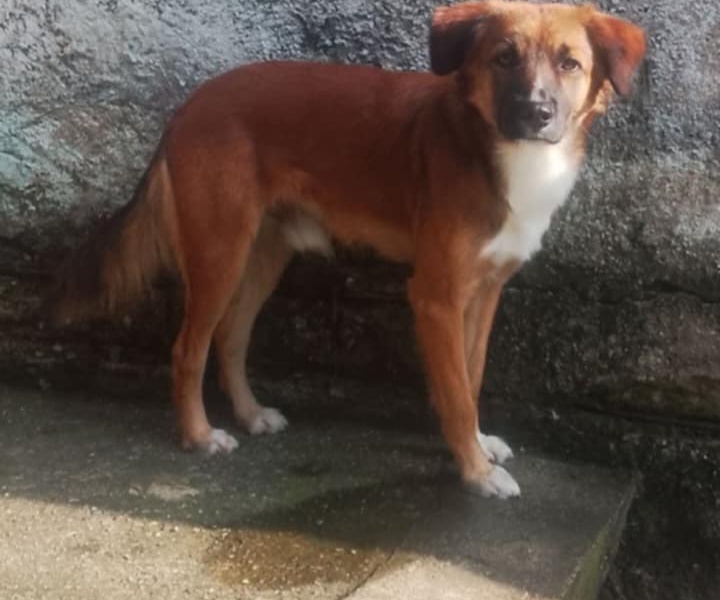 Dexter (Adoção Urgente)