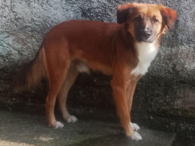 Dexter (Adoção Urgente)