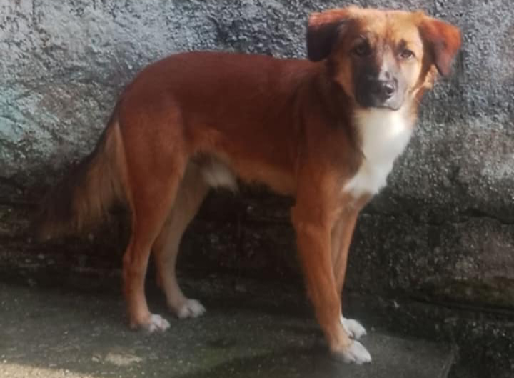 Dexter (Adoção Urgente)