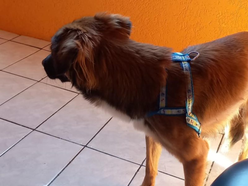 Dexter (Adoção Urgente)