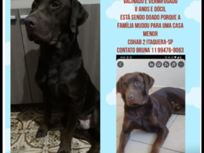 Chocolate (Adoção Urgente)