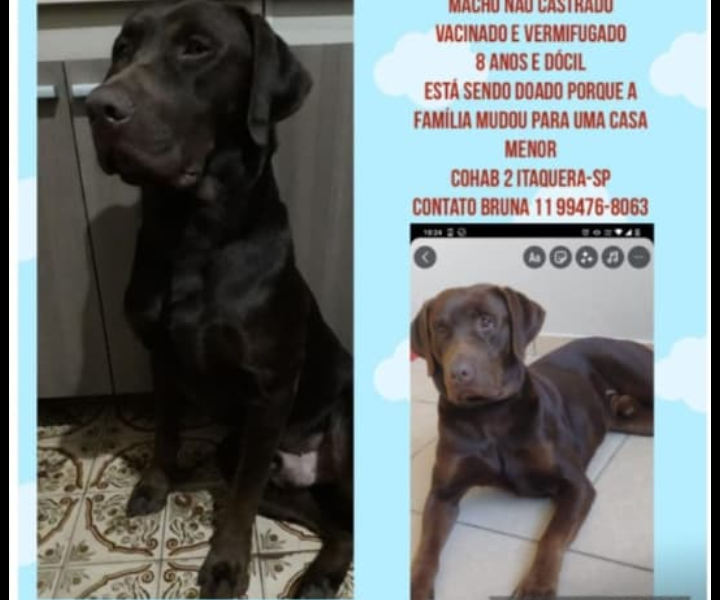 Chocolate (Adoção Urgente)