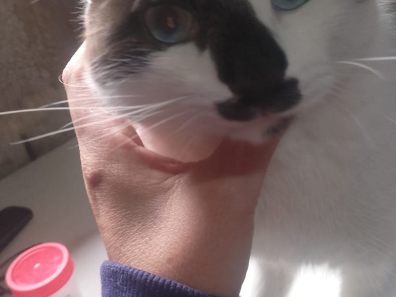 20 Gatos (Adoção Urgente)