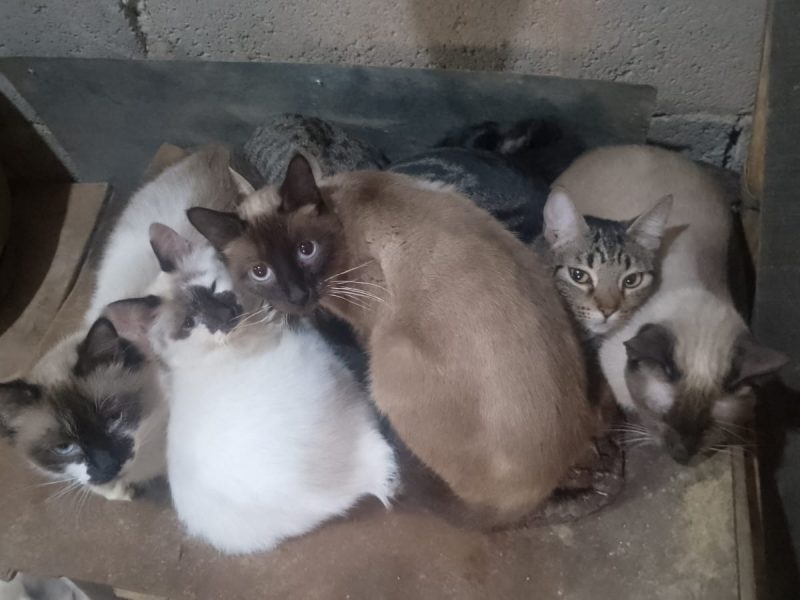 20 Gatos (Adoção Urgente)