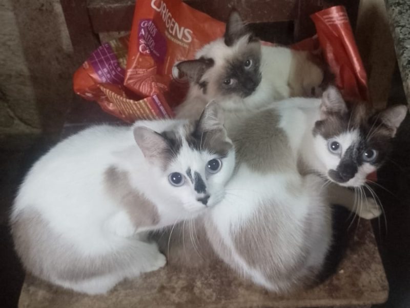 20 Gatos (Adoção Urgente)
