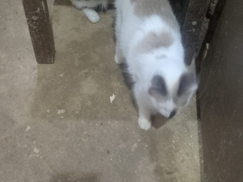 20 Gatos (Adoção Urgente)