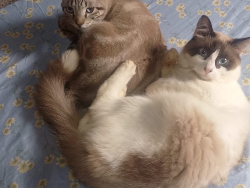 20 Gatos (Adoção Urgente)