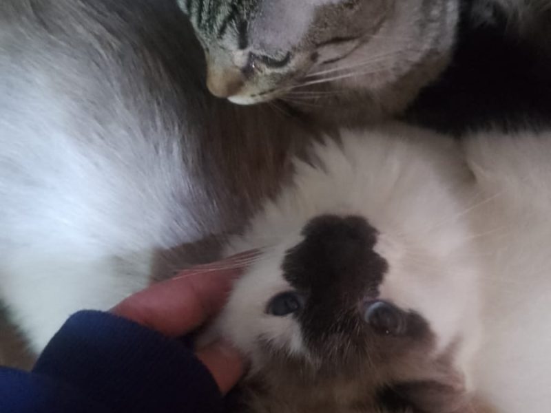 20 Gatos (Adoção Urgente)