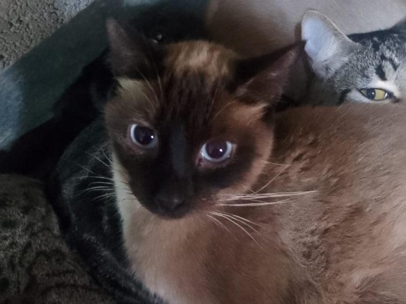20 Gatos (Adoção Urgente)