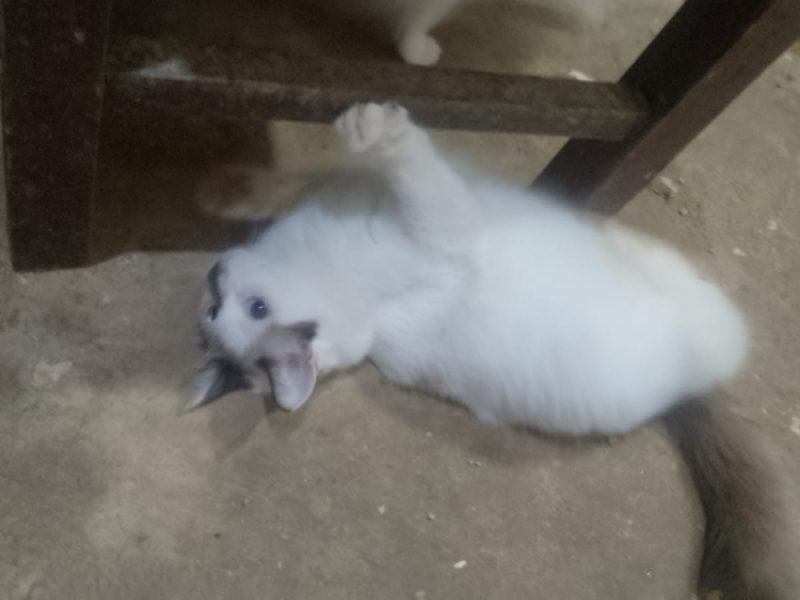 20 Gatos (Adoção Urgente)