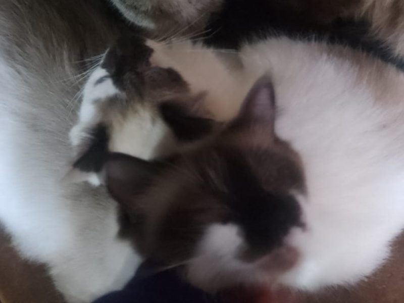 20 Gatos (Adoção Urgente)