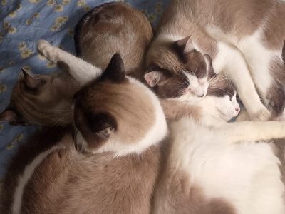 20 Gatos (Adoção Urgente)