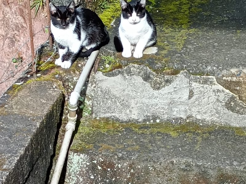 3 Gatos (Adoção Urgente)