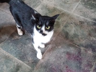 3 Gatos (Adoção Urgente)