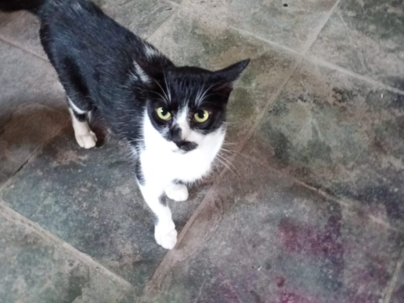 3 Gatos (Adoção Urgente)