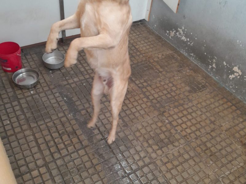 Porte M/P (Adoção Urgente)