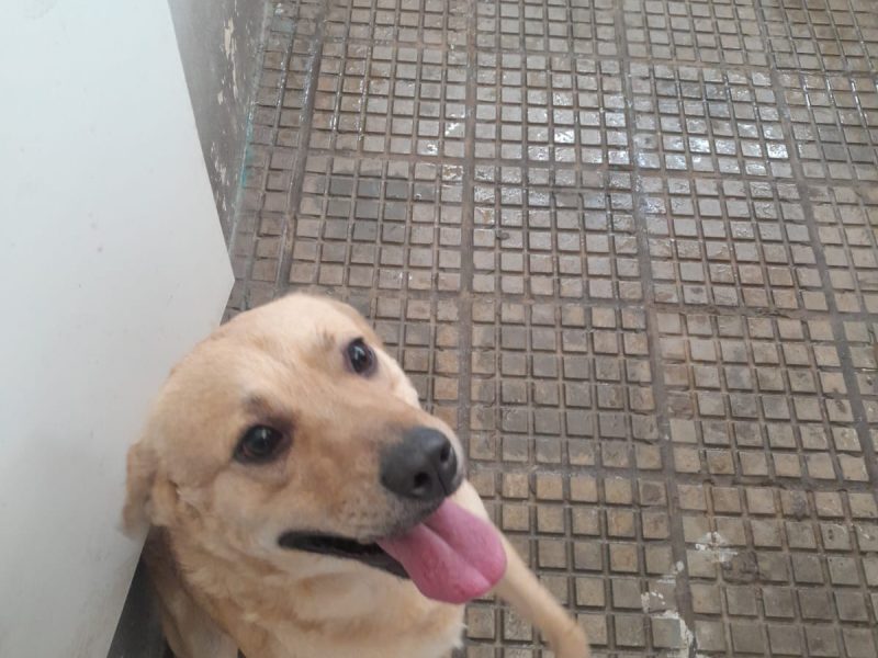Porte M/P (Adoção Urgente)