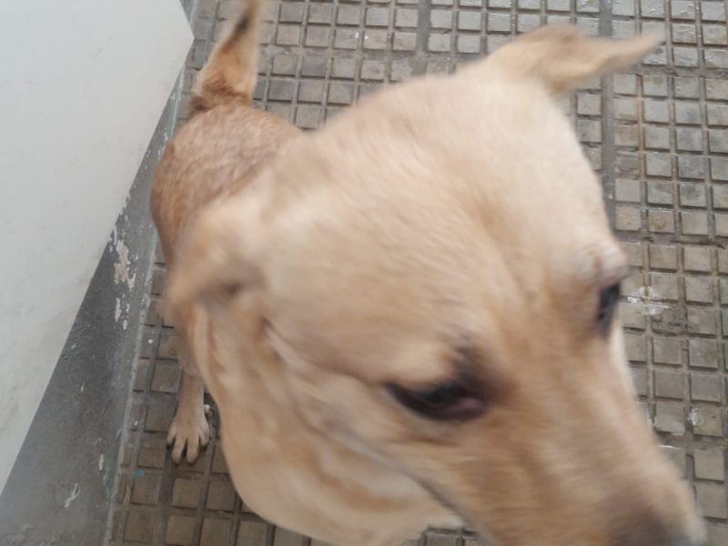 Porte M/P (Adoção Urgente)