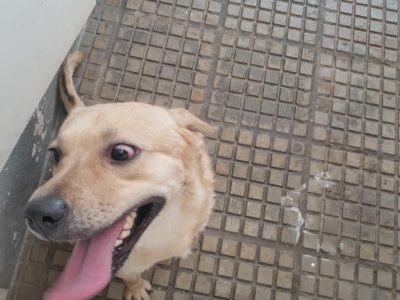 Porte M/P (Adoção Urgente)
