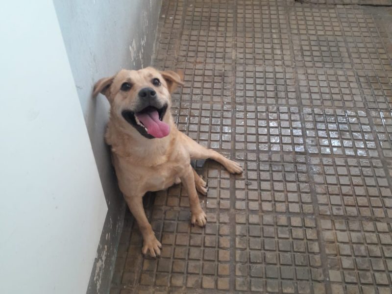 Porte M/P (Adoção Urgente)