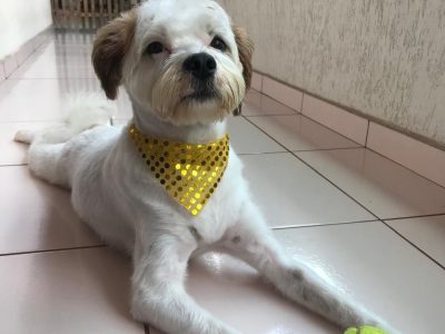 Pérola (Adoção Urgente)