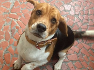 Araghorn/Scooby (Adoção Urgente)