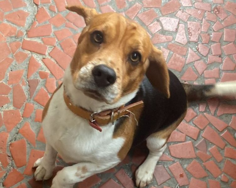 Araghorn/Scooby (Adoção Urgente)