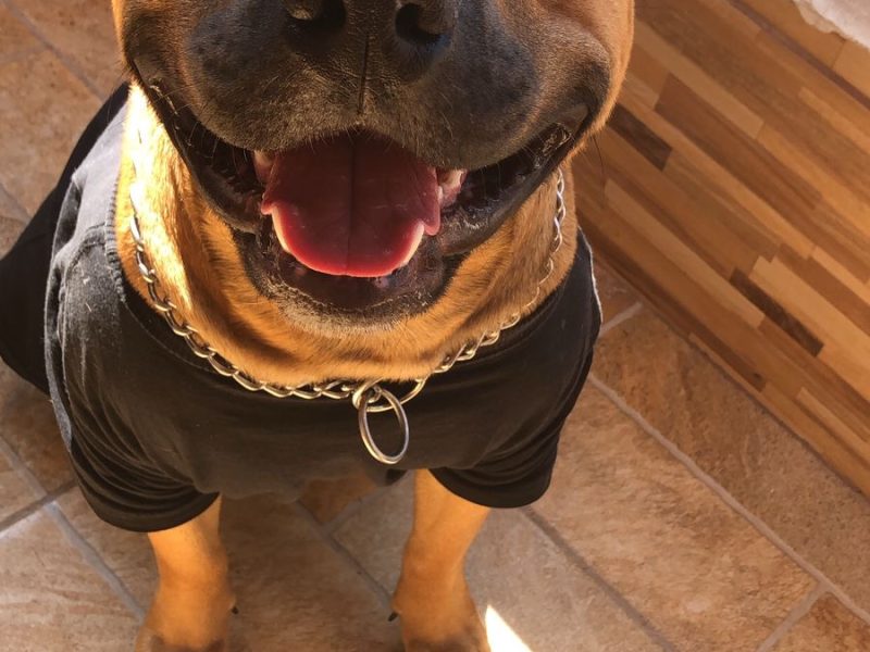 Marley (Adoção Urgente)