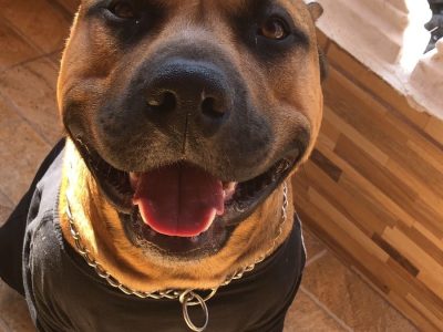 Marley (Adoção Urgente)