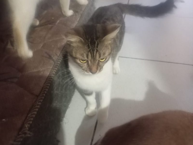 5 Gatos (Adoção Urgente)